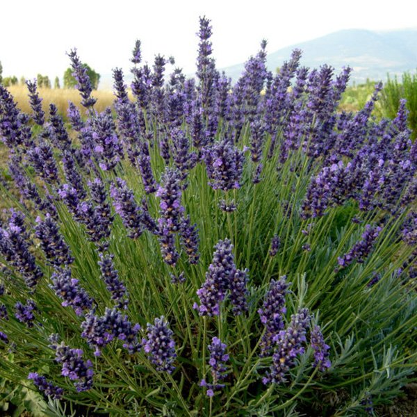 lavanda